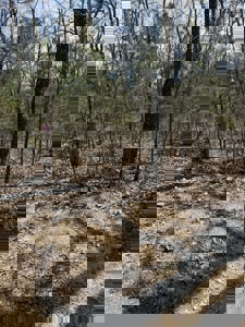 Small acreage for sale in Douglas County Mo with owner financing - image 4