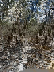 Small acreage for sale in Douglas County Mo with owner financing - image 2