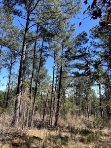 Sportmans Dream Property Ouachita County, AR! - image 2