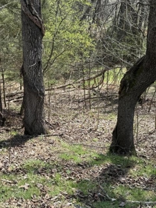 .99 Acre Lakefront Lot In Whitesburg, Tennessee - image 5