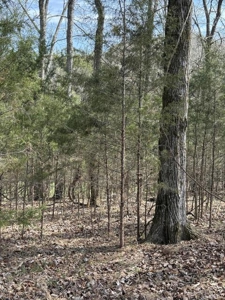 .99 Acre Lakefront Lot In Whitesburg, Tennessee - image 7