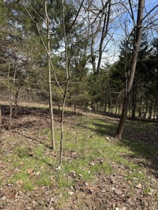 .99 Acre Lakefront Lot In Whitesburg, Tennessee - image 13