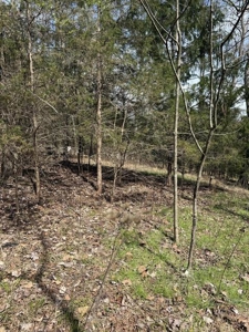 .99 Acre Lakefront Lot In Whitesburg, Tennessee - image 12
