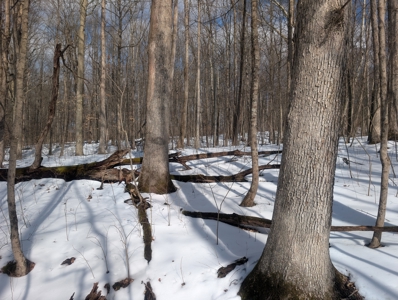 Beaver Pond and Hunting Beauty in Washington County Tract 15 - image 8