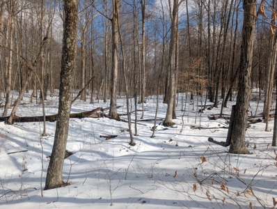 Beaver Pond and Hunting Beauty in Washington County Tract 15 - image 7