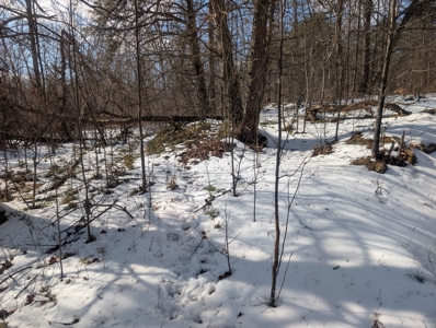 Beaver Pond and Hunting Beauty in Washington County Tract 15 - image 11