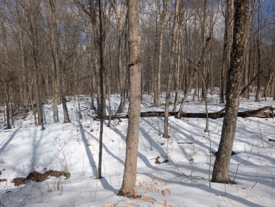Beaver Pond and Hunting Beauty in Washington County Tract 15 - image 6