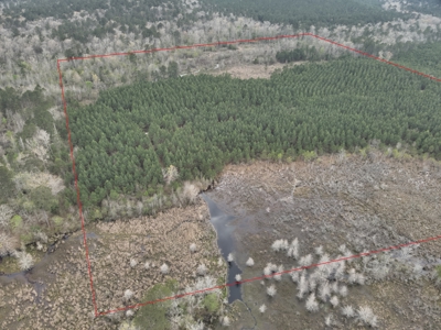 Arkansas Timber W/ Creek Habitat W/ Public Land Frontage For Sale - image 4