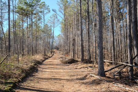 90 +/- Acre Hunting Property in Westpoint Tennessee - image 29