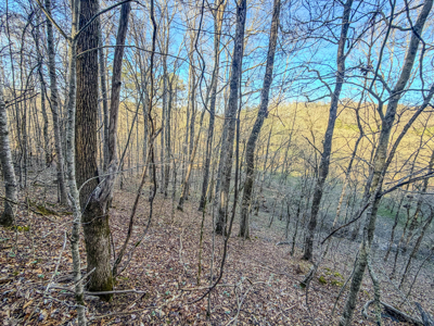 90 +/- Acre Hunting Property in Westpoint Tennessee - image 3