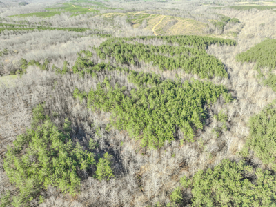90 +/- Acre Hunting Property in Westpoint Tennessee - image 15