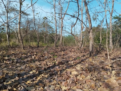 Expansive Land with Creek in Nueva Gorgona Near Coronado - image 10