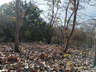 Expansive Land with Creek in Nueva Gorgona Near Coronado - image 14