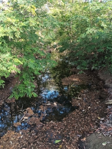 Expansive Land with Creek in Nueva Gorgona Near Coronado - image 9