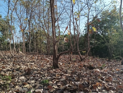 Expansive Land with Creek in Nueva Gorgona Near Coronado - image 11