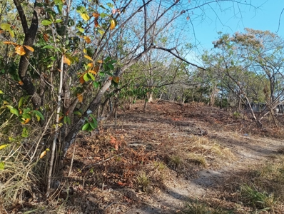 Expansive Land with Creek in Nueva Gorgona Near Coronado - image 8