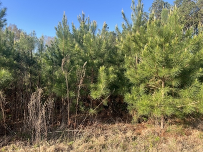 Prime Rural Homesite Property for Sale! - image 1