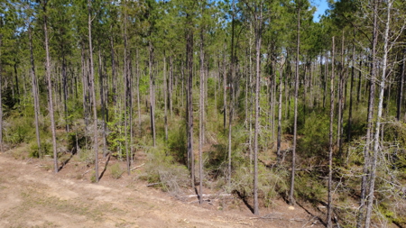 7 Acre Homesite in Geneva County Alabama - image 9