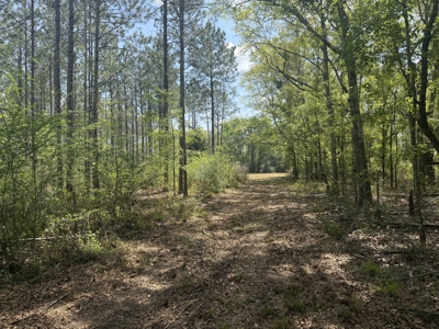 7 Acre Homesite in Geneva County Alabama - image 14
