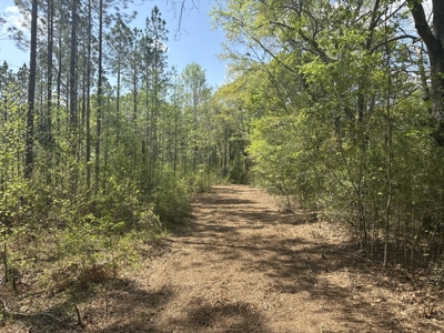 7 Acre Homesite in Geneva County Alabama - image 16