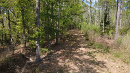 7 Acre Homesite in Geneva County Alabama - image 10