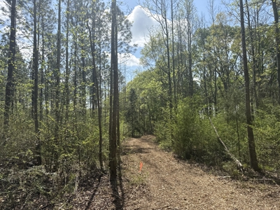 7 Acre Homesite in Geneva County Alabama - image 15