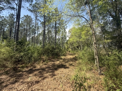 7 Acre Homesite in Geneva County Alabama - image 13