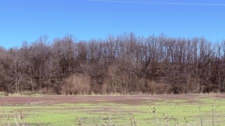 Six Acres in New Hampton, Missouri - image 5