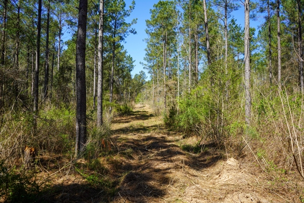 Northeast Lincoln Parish Timberland for Sale