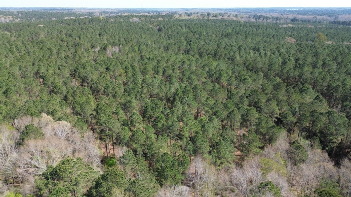 Northeast Lincoln Parish Timberland for Sale