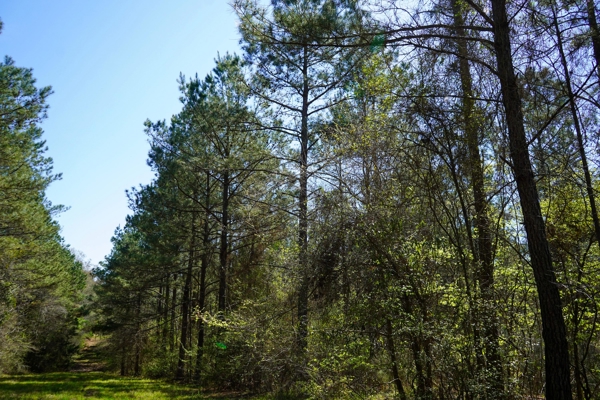 Northeast Lincoln Parish Timberland for Sale