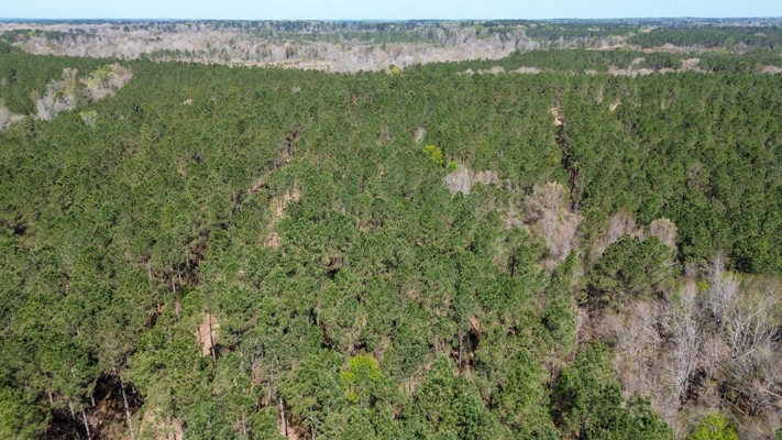 Northeast Lincoln Parish Timberland for Sale