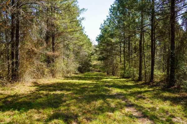 Northeast Lincoln Parish Timberland for Sale