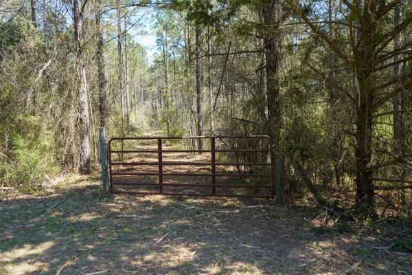 Northeast Lincoln Parish Timberland for Sale