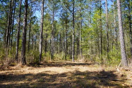 Northeast Lincoln Parish Timberland for Sale - image 12