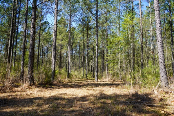 Northeast Lincoln Parish Timberland for Sale