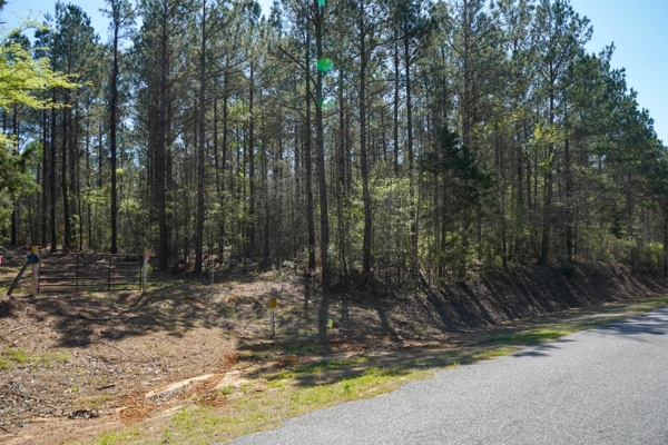 Northeast Lincoln Parish Timberland for Sale
