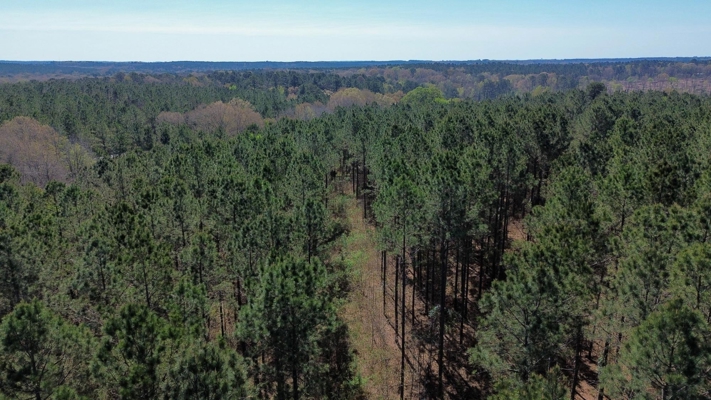 Northeast Lincoln Parish Timberland for Sale