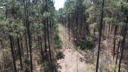 Northeast Lincoln Parish Timberland for Sale - image 33