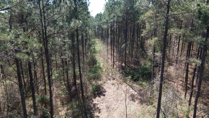 Northeast Lincoln Parish Timberland for Sale