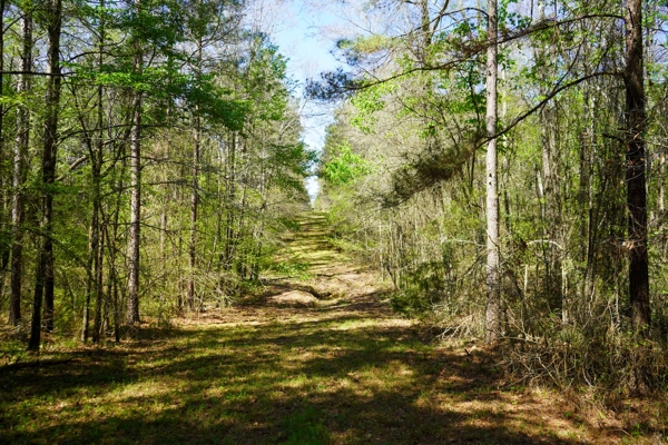 Northeast Lincoln Parish Timberland for Sale