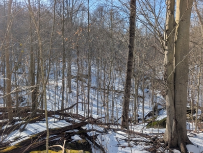 Washington County Large Acreage Hunting and Timber - image 19