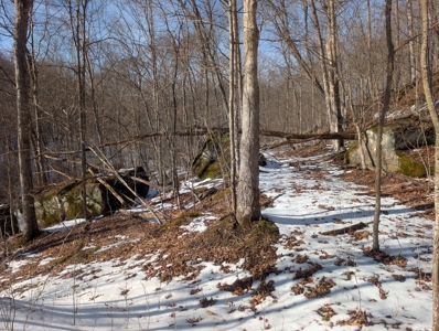 Washington County Large Acreage Hunting and Timber - image 17