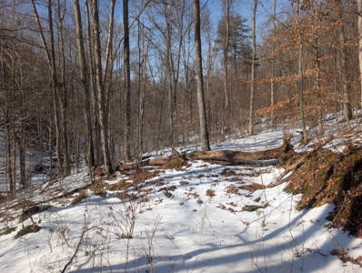 Washington County Large Acreage Hunting and Timber - image 15