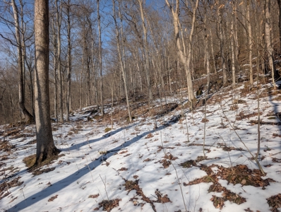 Washington County Large Acreage Hunting and Timber - image 14