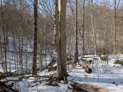 Washington County Large Acreage Hunting and Timber - image 18