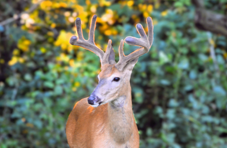 Unique "Barndominium" Home for sale Rochester, Minnesota - image 10