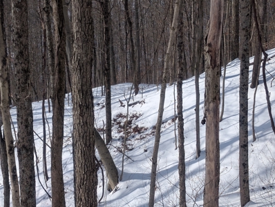 Belmont County Recreational Land Tract 17 - image 15