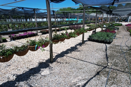 Brilliant Colors of Texas Plant Nursery Business For Sale - image 20