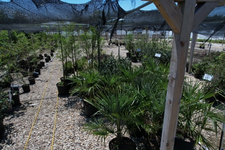 Brilliant Colors of Texas Plant Nursery Business For Sale - image 17
